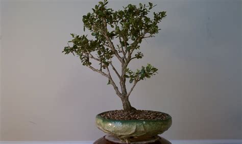 bonsai tree 22 astonishing boxwood bonsai tree inspirations