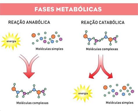 anabolismo  catabolismo proteico metabolismo peso corporal tecido adiposo