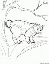 Colorat Desene Planse Pisica Bobtail Desenat Waldkatze Pisici Gatos Japonais Animale Copii 1590 2094 Copaci Katzen Colorkid Decupat Coon Urs sketch template