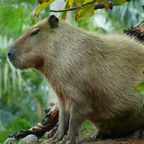 topo  imagem capibara de mascota abzlocalmx