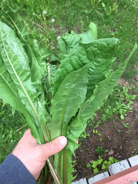 wild lettuce rplantid