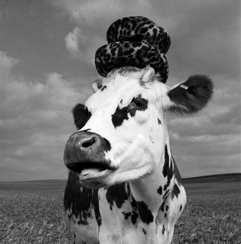 hermione the stylish cow lili gabbiano very personal cow photos