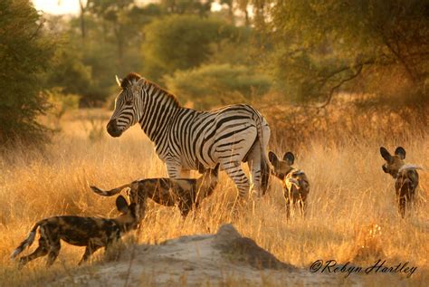 tracks   sand wild dog  zebra