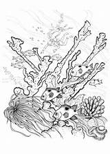 Coral Reef Coloring Pages Barrier Great Nature Drawing Sea Color Fish Printable Print Sketch Getcolorings Getdrawings Template Sheets sketch template