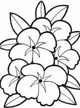 Coloring Plumeria Getdrawings sketch template