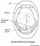 Coloring Mouth Tongue Pages Human Printable sketch template