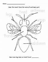 Insect Label Color Worksheet Insects Parts Bugs Cornwell Dana Teacherspayteachers Labels Worksheets Choose Board sketch template