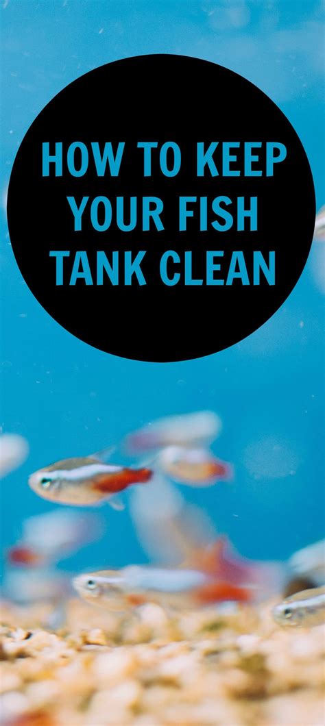 fish tank clean pbs pet travel