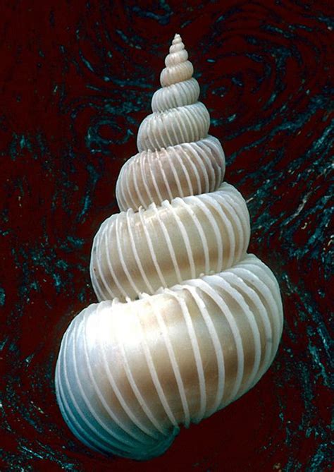 images   mollusks  swirly seashells  pinterest sanibel island sea