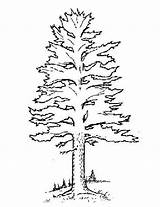 Pine Coloring Pages Trees Tree Color Printable Getcolorings sketch template