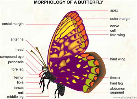 butterfly  butterfly