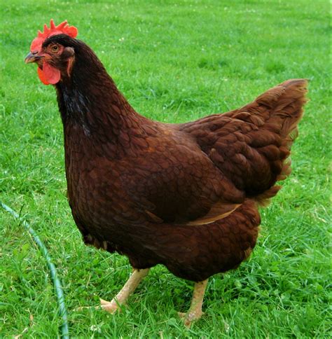 rhode island red chicken breed backyard chickens learn   raise chickens
