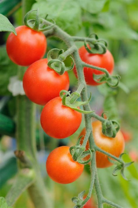 growing cherry tomatoes thriftyfun