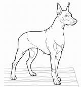 Coloring Doberman Pinscher Pages Dogs Realistic Drawing Printable Puppy Color Dog Supercoloring Print Super Drawings Getdrawings Designlooter Version Click Categories sketch template