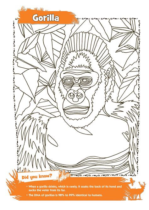 amazing animal colouring pages families
