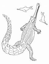 Sarcosuchus Coloring Template Pages sketch template