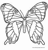 Complicated Butterflies sketch template