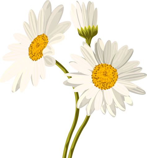 daisy flower clipart