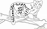 Leopard Snow Baby Coloring Pages Coloringpages101 Printable Kids Color Leopards Pdf sketch template