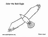 Bald Flying Soaring Catching Coloringnature sketch template