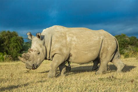 rinoceronte  morta najaq la femmina  rinoceronte  sumatra