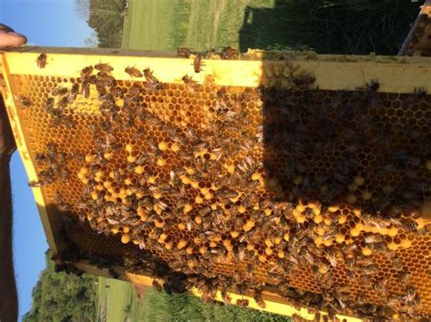 drone laying queen  package beesource beekeeping forums