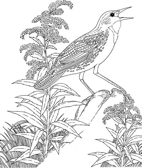 gambar alaska state bird coloring page  printable pages click birds