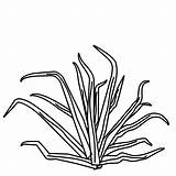 Yucca Pflanzen Fensterbilder Malvorlagen Pilze Pflanze sketch template