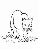 Lion Mountain Coloring Pages Drawing Puma Easy Animals Lions Cougar Draw Kids Clipart Drawings Face Colouring Printable Simple Detroit Sea sketch template