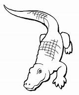 Coloring Pages Crocodile Getdrawings sketch template