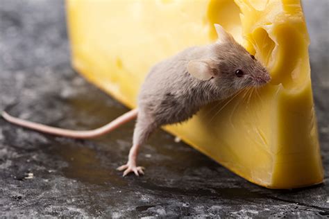 frequently asked questions  mice holistic pest solutions