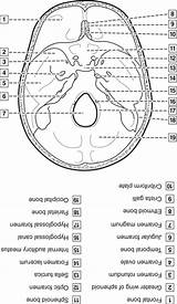 Skull Worksheet Anatomy Superior Internal Surface Coloring Pages Dental Head Neck Sketch Figure Template Pocketdentistry sketch template