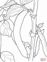 Bean Coloring Beans Green Pages Printable Runner Plant Drawing Color String Sprout Crafts Sketch Getdrawings Supercoloring Version Click Popular Choose sketch template