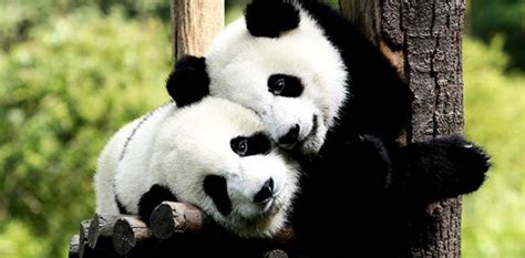video cortejo  copula de una pareja de pandas salvajes noticias