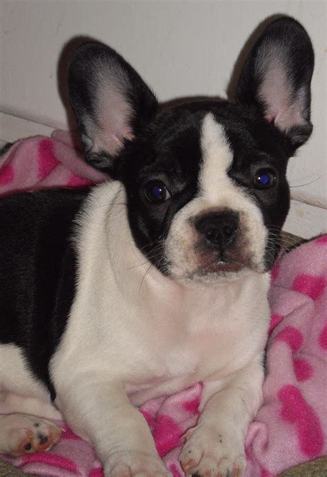 frenchie  adorable   puppy frenchie boston terrier puppies