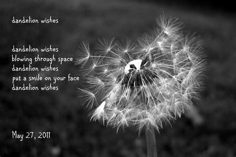 dandelion wishes dandelion wish dandelion wish quotes