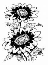 Drawing Zinnia Line Rose Flower Cliparts Getdrawings Drawings sketch template