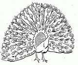 Peacock Patamata Praneel Printable sketch template