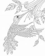 Hummingbird Colouring Zentangle Volwassenen Kleurplaat sketch template