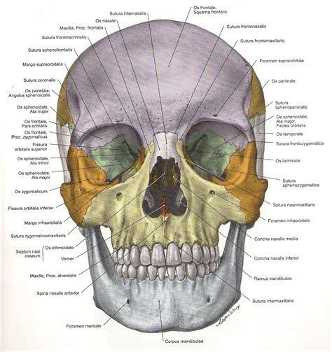 aponema blogs gambar anatomi kepala