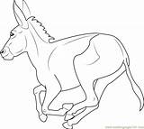 Equus Africanus Asinus sketch template