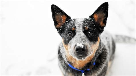 blue heelers puppies wallpapers wallpaper cave