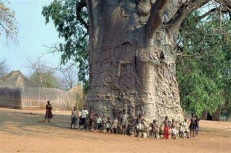 6000 Years Old Baobab Tree In Senegal Oude Bomen Boom