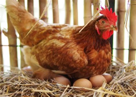 How Chickens Lay Eggs The Egg Formation Process