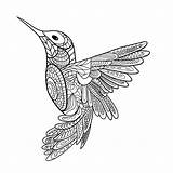 Mandalas Hummingbird Colibri Zentangle Faciles Erwachsene Ausdrucken Gratis Pintadas Paisley Pájaro Coloriages Ayanna sketch template