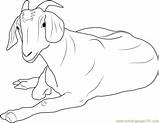 Goat Coloring Relaxing Pages Goats Coloringpages101 sketch template