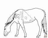 Horse Coloring Pages Mustang Wild Horses Para Drawing Grazing Printable Outline Caballos Bucking Colorear Pastando Running Funny Color Supercoloring Print sketch template