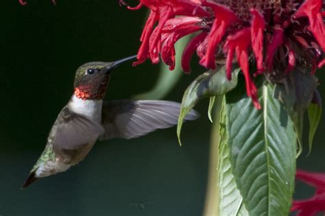 What Happened To My Hummingbirds