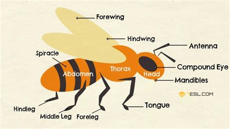 parts   bee  bee anatomy  pictures esl
