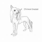 Chinese Crested Dog Drawing Breeds Chihuahua Color sketch template